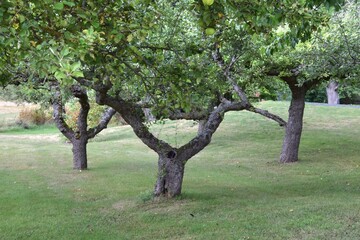 Three Apple trees in a garden with different shapes of their trunks forming three, two, one. © Roger