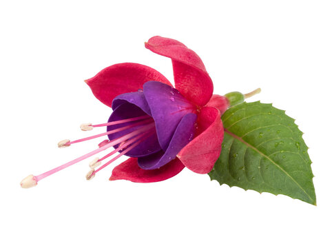 Single vibrant fuchsia flower with purple petals and green leaf Isolated transparent background