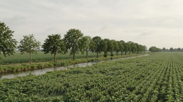 Protective tree windbreak bordering productive crop rows, realistic sustainable agriculture & food technology with precision monitoring, efficient resource management automated precision far