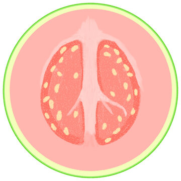 Fresh pink guava fruit slice cross section illustration isolated on transparent background 