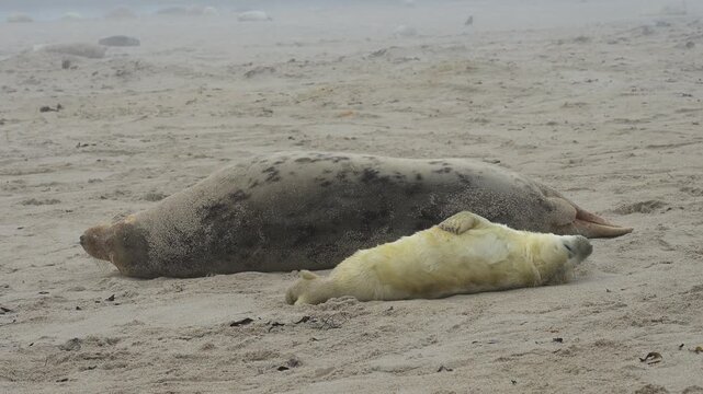Zwei Kegelrobben (Halichoerus grypus), Muttertier mit Jungtier am Sandstrand, Winter, Helgoland, D&uuml;ne, Nordsee, Insel, Schleswig-Holstein, Deutschland