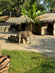 Zebra feeding in a zoo enclosure surrounded by tropical vegetation © Rafa Rizqi Lubis