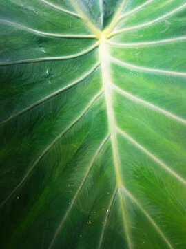 Close up macro of a fresh green taro leaf with detailed vein texture and natural pattern. Vibrant tropical foliage background. Used for nature, botany, organic, environment, and abst