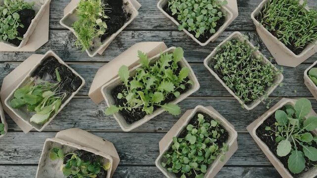 Produce arranged in compostable packaging materials, realistic sustainable agriculture & food technology with precision monitoring, efficient resource management, sustainable