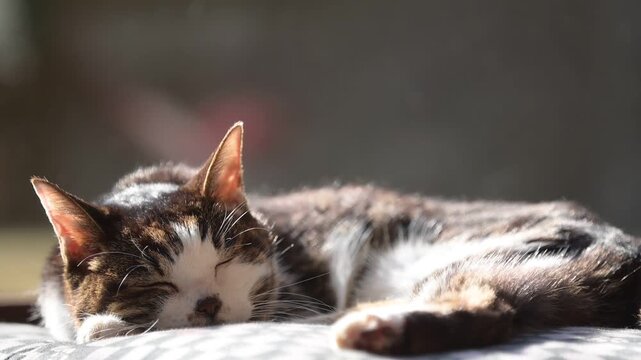 冬の日差しが差し込む部屋でしっぽを振りながらうたたねするキジ猫