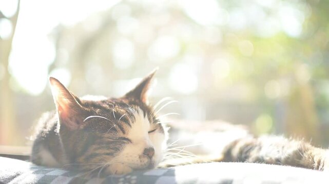 冬の日差しが差し込む部屋でうたたねするキジ猫