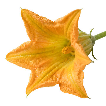 Squash Blossom Isolated On Transparent Background
