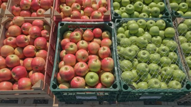 Non-invasive sensor checking produce quality, realistic sustainable agriculture & food technology with precision monitoring, efficient resource management, sustainable automated precision fa