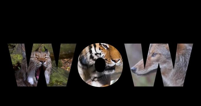 Cats Word Wow, Lynx Tiger Face Close Up Photo Mask Typography, Wild Animal Collage, Animal Texture Mask, White and Black Backgrounds