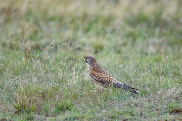 Fototapeta premium Common Kestrel (Falco tinnunculus) Hunting in the Swedish Countryside