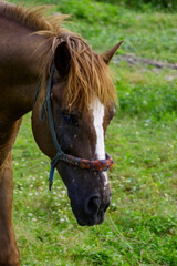 A brown horse with a white blaze on its face stands in a grassy field. © Nick