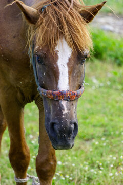 A close-up of a brown horse with a white blaze on its face, wearing a colorful halter, standing in a grassy field.