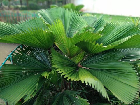 Licuala grandis or Cabbage palm or Fan palm. Natural background