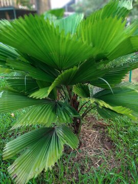 Close up of Licuala grandis or Cabbage palm or Fan palm in the park. Natural background