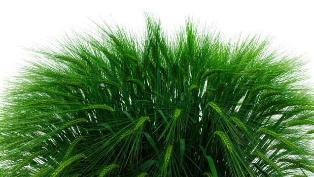 Lush green barley stalks with feathery awns, isolated on transparent background