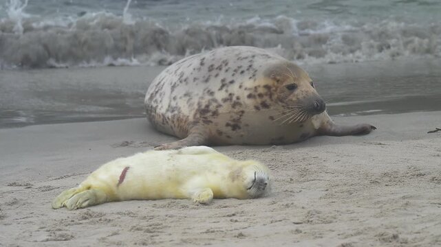 Zwei Kegelrobben (Halichoerus grypus), Muttertier mit Jungtier am Sandstrand,  Winter, Helgoland, D&uuml;ne, Nordsee, Insel, Schleswig-Holstein, Deutschland