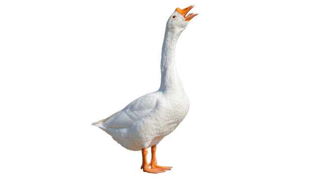 White goose with orange beak and legs honking loudly, isolated on transparent background