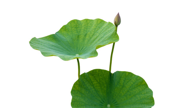 Green lotus leaves and bud isolated on transparent background