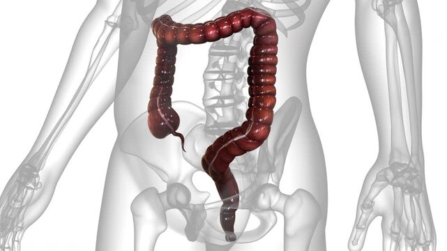 Human Digestive System Large Intestine Anatomy Animation Concept