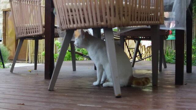 There is a cat on the chair under the dining table.식탁아래 의자에 고양이가 있습니다.