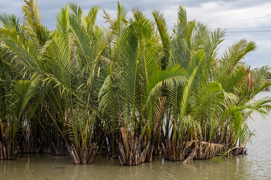 The mangrove forests at the mouth of the Pak Phanang River, they form an important coastal wetland where freshwater meets the Gulf of Thailand. Nakhon Si Thammarat province, southern Thailand.