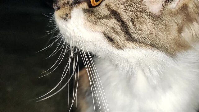 Close up shot of cat long whiskers and furry chin looking up