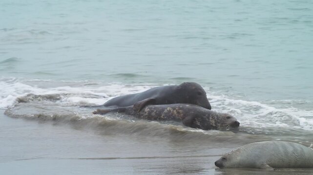 Kegelrobbe (Halichoerus grypus), m&auml;nnlichen und weibliche Robben in Interaktion am Sandstrand liegend, Winter, Helgoland, D&uuml;ne, Nordsee, Insel, Schleswig-Holstein, Deutschland