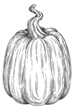 Hand drawn pumpkin. Fall season gourd sketch