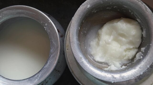 Separating Cultured Milk Fats Using Traditional Indian Churning methods to yield fresh white butter and nutritious liquid buttermilk within rustic, weathered metal kitchenware vessels.