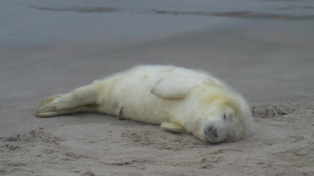 Kegelrobbe (Halichoerus grypus), Jungtier mit Lanugofell liegt am Sandstrand und ruht sich aus, Winter, Helgoland, D&uuml;ne, Nordsee, Insel, Schleswig-Holstein, Deutschland