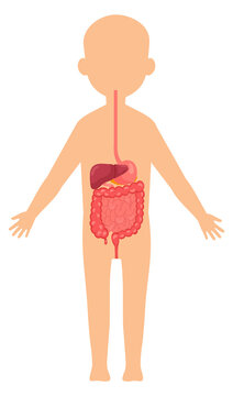 Digestive system. Kid anatomy illustration with human organs