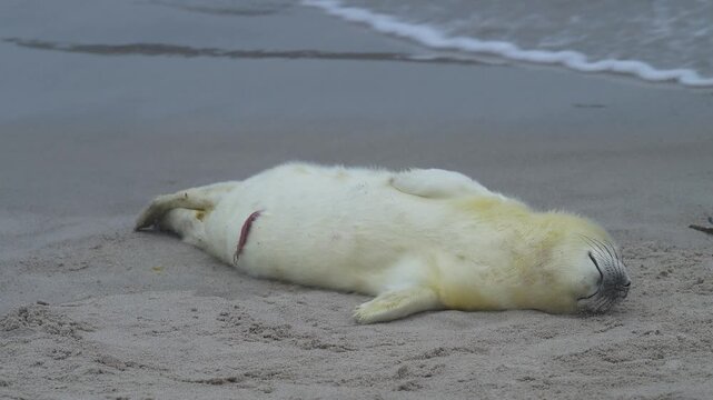 Kegelrobbe (Halichoerus grypus), Jungtier mit Lanugofell liegt am Sandstrand und ruht sich aus, Winter, Helgoland, D&uuml;ne, Nordsee, Insel, Schleswig-Holstein, Deutschland