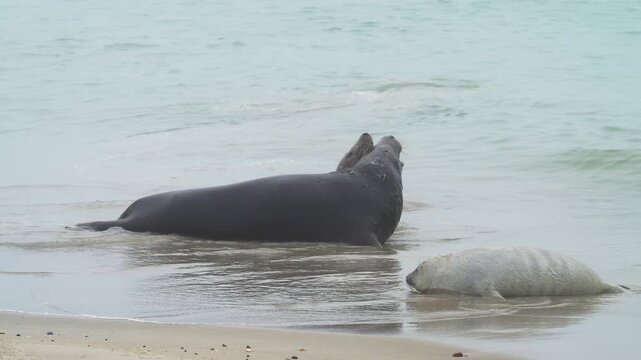 Drei Kegelrobben (Halichoerus grypus), Muttertier mit Jungtier und m&auml;nnliche Robbe am Sandstrand, Winter, Helgoland, D&uuml;ne, Nordsee, Insel, Schleswig-Holstein, Deutschland