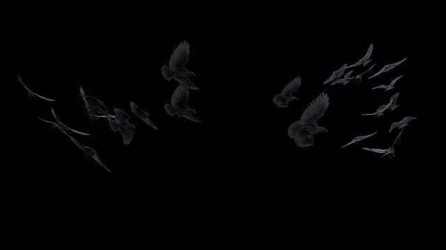 A flock of black crows flies and circles in front of the camera, isolated on transparent alpha channel. 4K 3D rendering for Halloween, horror, gothic, fantasy and spooky projects.