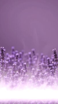 Blooming lavender fields swaying gently in summer wind creating beautiful motion footage for calming nature backgrounds with soft purple lighting