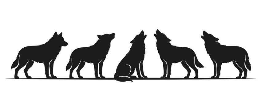 Wolf pack silhouettes howling and standing, black vector wildlife design on white background