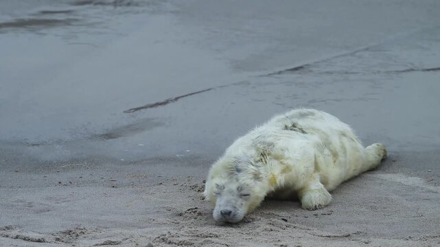 Kegelrobbe (Halichoerus grypus), Jungtier mit Lanugofell liegt am Sandstrand und ruht sich aus, Winter, Helgoland, D&uuml;ne, Nordsee, Insel, Schleswig-Holstein, Deutschland