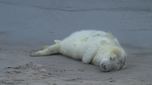 Kegelrobbe (Halichoerus grypus), Jungtier mit Lanugofell liegt am Sandstrand und ruht sich aus, Winter, Helgoland, D&uuml;ne, Nordsee, Insel, Schleswig-Holstein, Deutschland