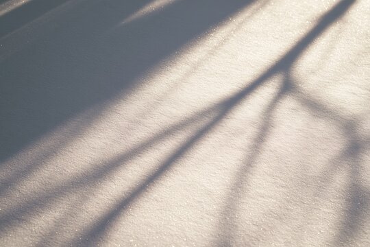 Winter shadows on fresh snow create patterns under sunlight in a woodland area during late afternoon