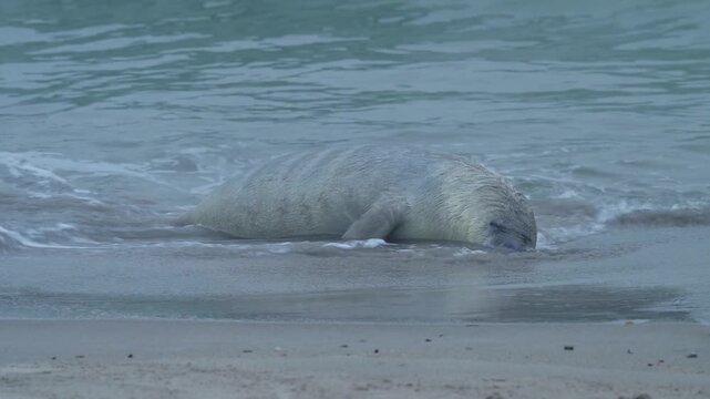 Kegelrobbe (Halichoerus grypus), liegt am Sandstrand und wird vom Meerwasser umsp&uuml;lt, Winter, Helgoland, D&uuml;ne, Nordsee, Insel, Schleswig-Holstein, Deutschland