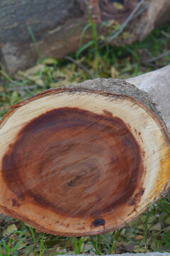 Close up cross section of a freshly cut tree trunk showing wood grain and tree rings.