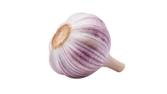 Single whole garlic bulb with purple stripes, isolated on transparent background