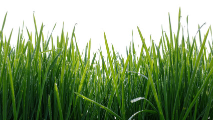 Fototapeta premium Vibrant green grass blades covered in dew drops, isolated on transparent background