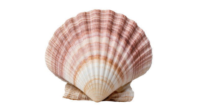 Pink and white striped scallop seashell, isolated on transparent background
