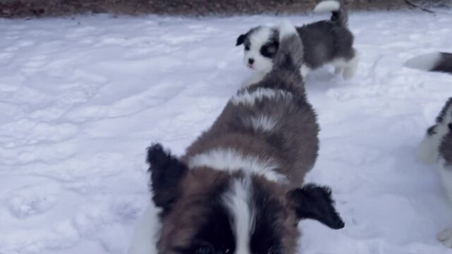 Saint bernard puppies frolicking and playing together across a white snowy outdoor courtyard in this adorable slow motion video clip showing their cute winter morning activities