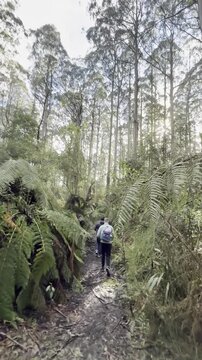 Following a male hiker along the rarely visited Tanglefoot Track, densely covered with tree ferns, in the Yarra Ranges near Melbourne, Victoria, Australia.