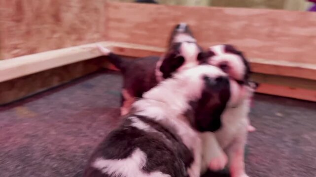 Adorable saint bernard puppies playing together in a cozy indoor wooden enclosure capturing charming movement in this high quality video footage for your creative marketing projects