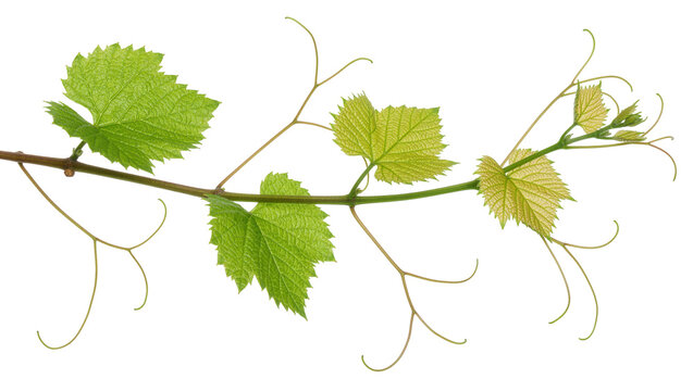Green vine branch with leaves and tendrils, isolated on transparent background