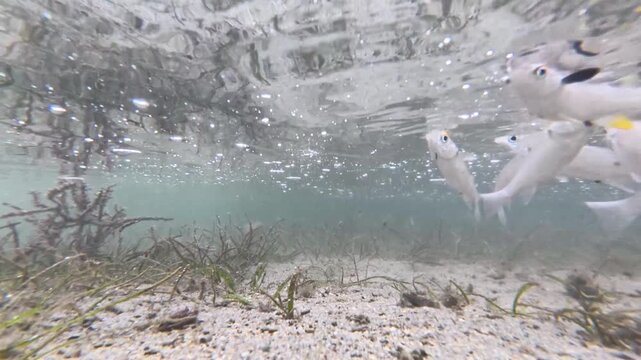 Shoal yellow eyed mullet with crescent grunter fish in seagrass environment tropical ocean waters on Coral Coast in Fiji, South Pacific