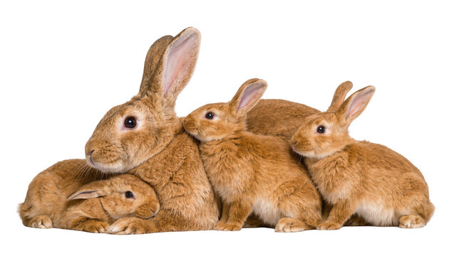 Brown rabbits family huddled together, isolated on transparent background